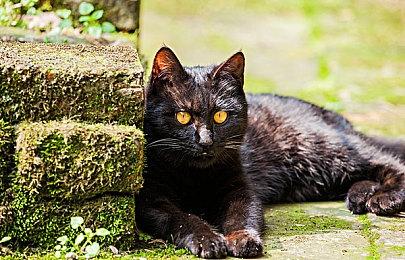 夏季游戏节合作伙伴包括EA＆Atlus＆SE＆Xbox＆2K等